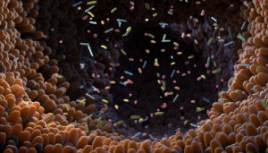 תמונה של פרוביוטיקה (חיידקים טובים) בתוך חלל המעי